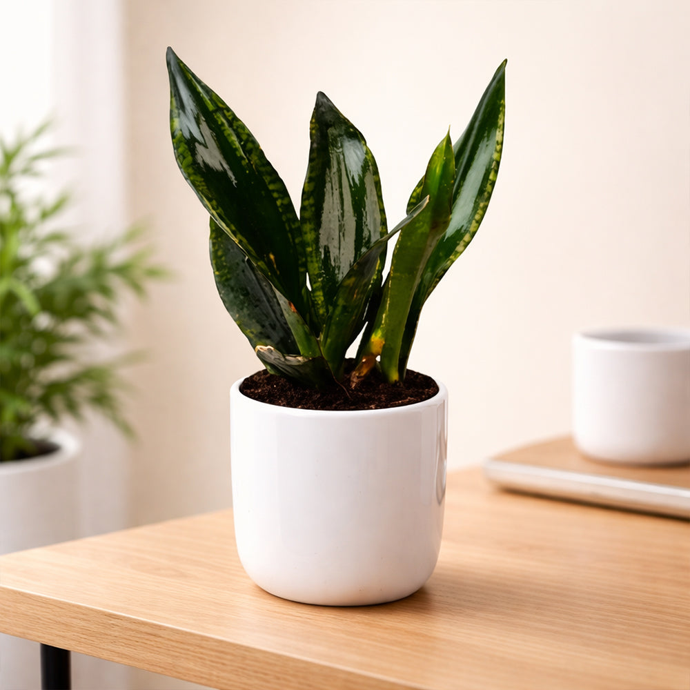 Snake Plant ‘Whitney’ – Elegant Indoor Air Purifying Low Maintenance Plant Plantmitra