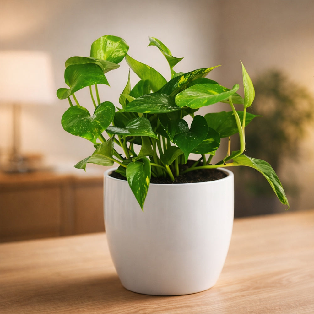 Money Plant Green – Indoor Low Maintenance Air Purifying Plant Plantmitra