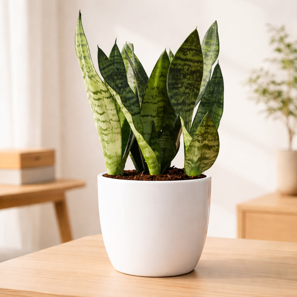 Sansevieria ‘Zeylanica’ – Hardy Indoor Air Purifying Low Maintenance Plant Plantmitra