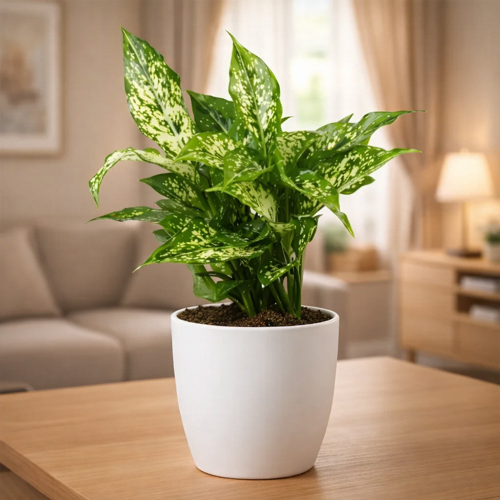 Aglaonema Snow White – Elegant Low Maintenance Indoor Air Purifying Plant Plantmitra