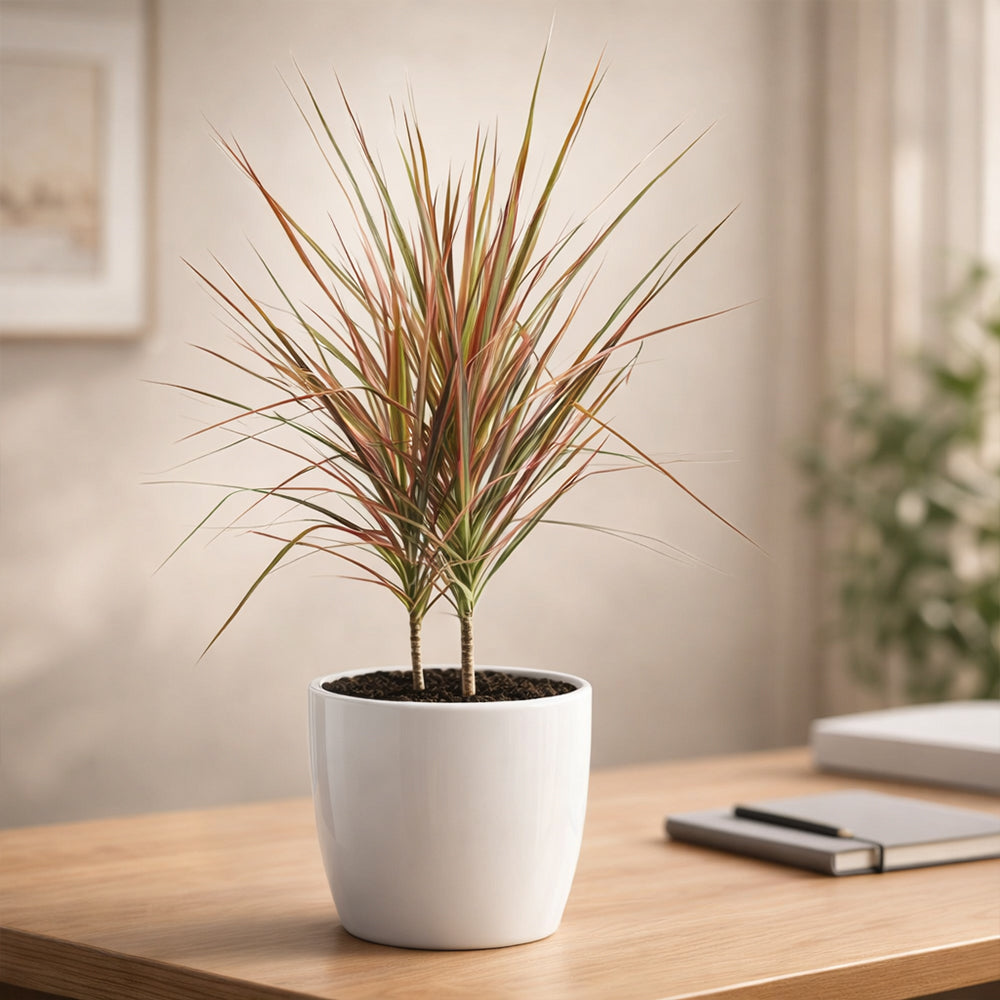 Dracaena Tricolor – Semi Indoor Low Maintenance Air Purifying Plant Plantmitra