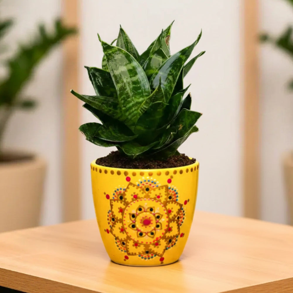 Sansevieria ‘Hahnii Marginata’ – Compact Indoor Low Maintenance Air Purifying Plant Plantmitra