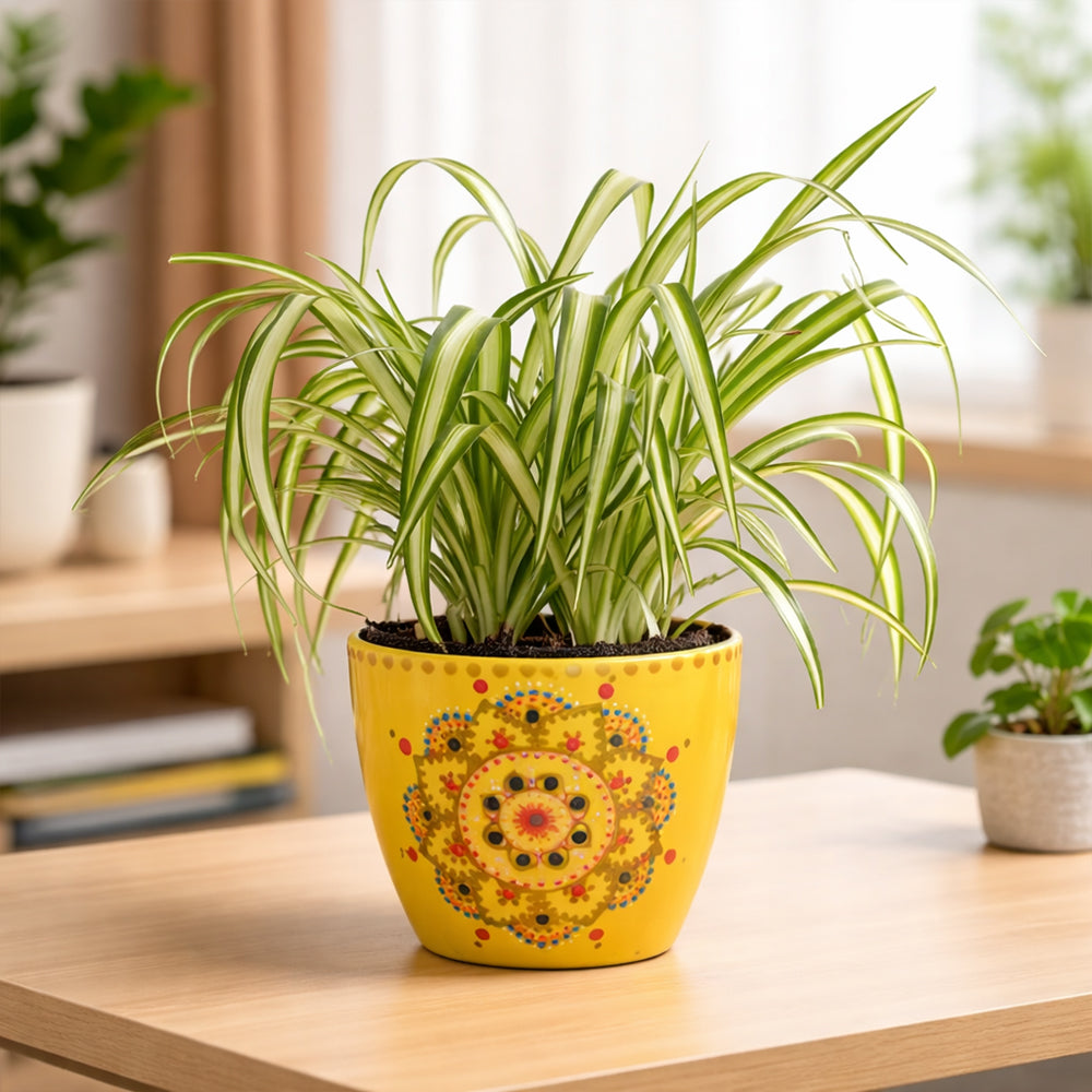 Spider Plant – Easy Care Indoor Air Purifying Plant Plantmitra
