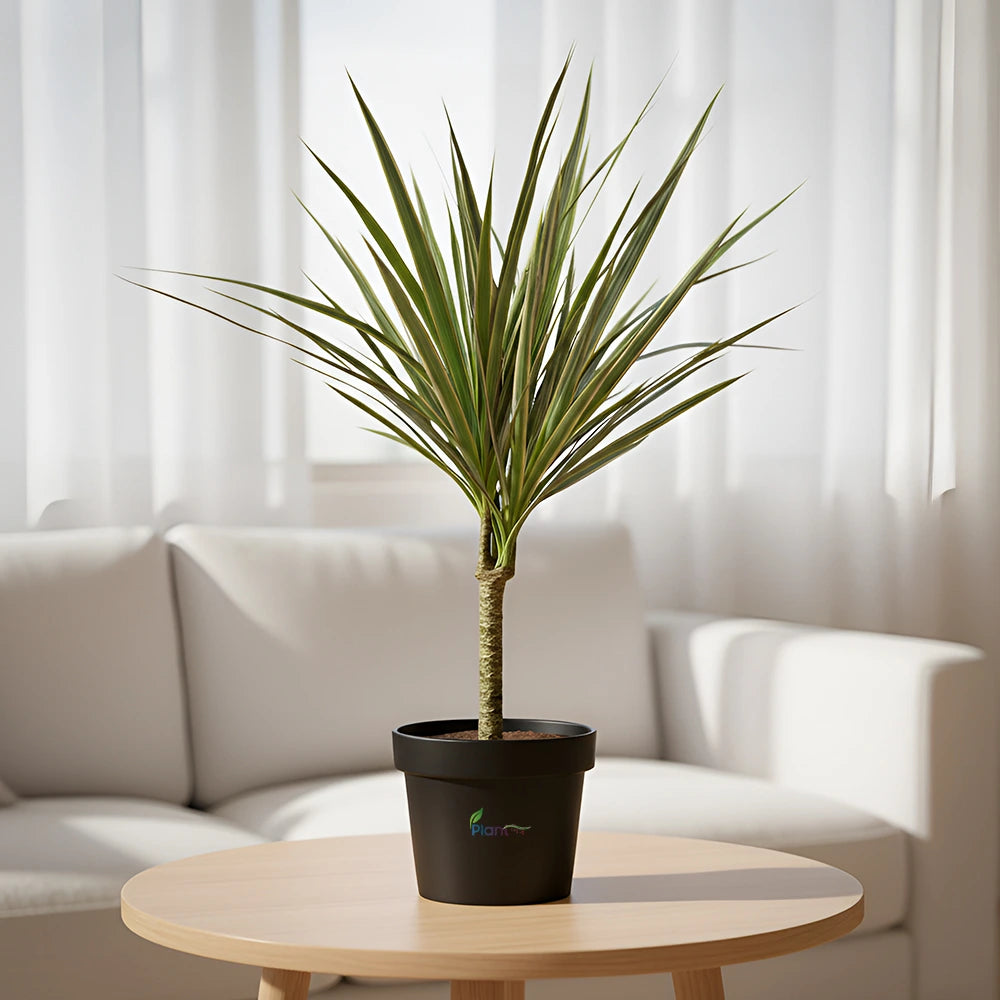 Dracaena Tricolor – Semi Indoor Low Maintenance Air Purifying Plant