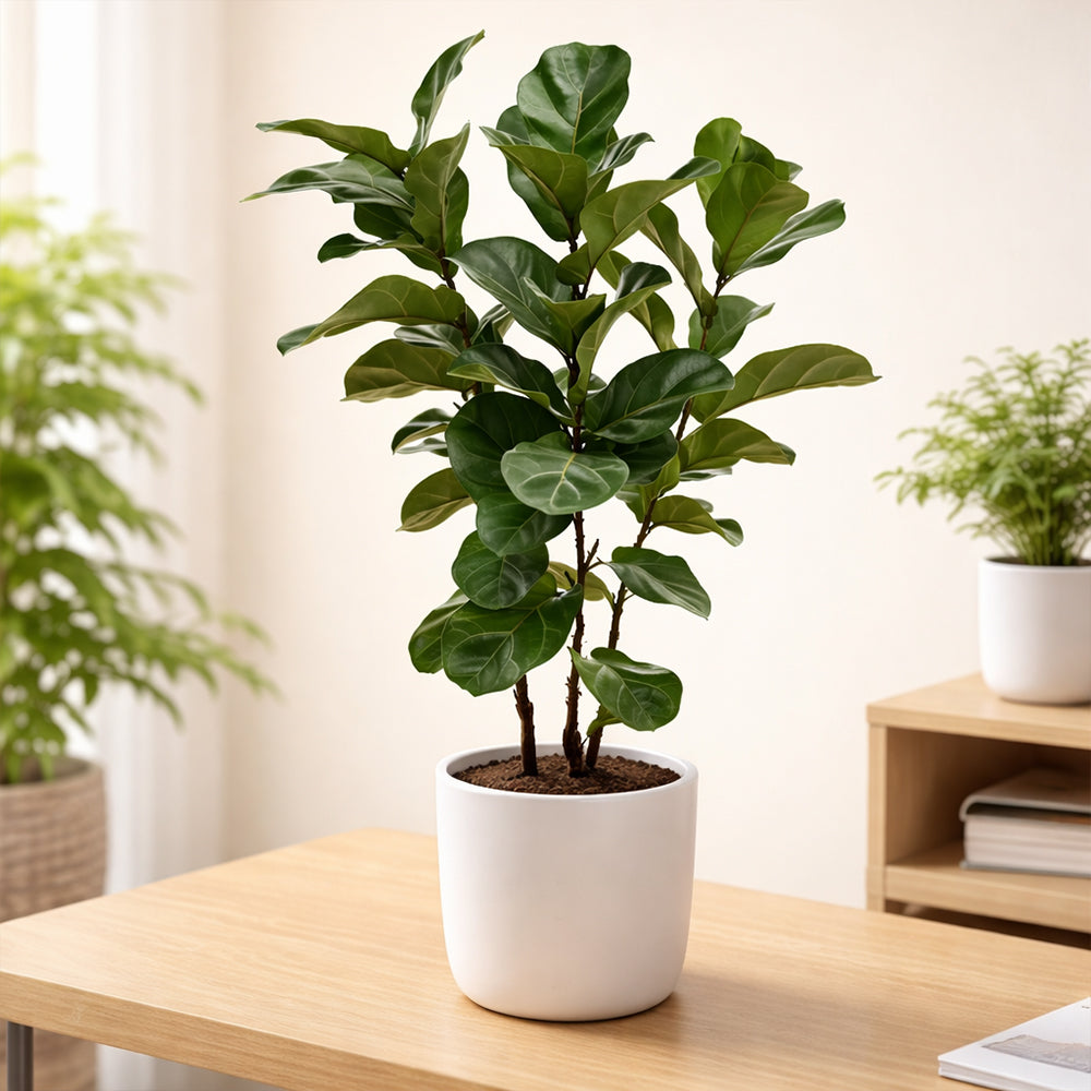 Ficus Lyrata – Premium Indoor Decorative Air Purifying Plant Plantmitra