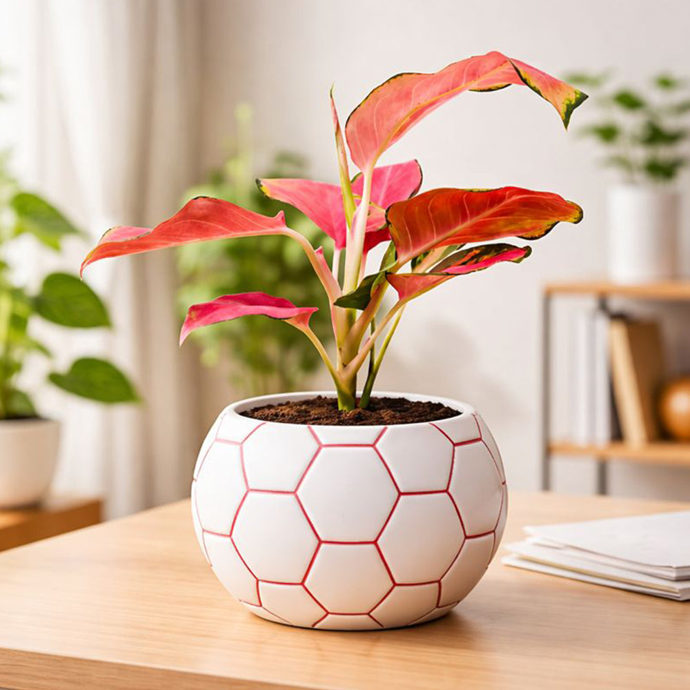 Aglaonema Red Desire – Bold Low Maintenance Indoor Air Purifying Plant Plantmitra