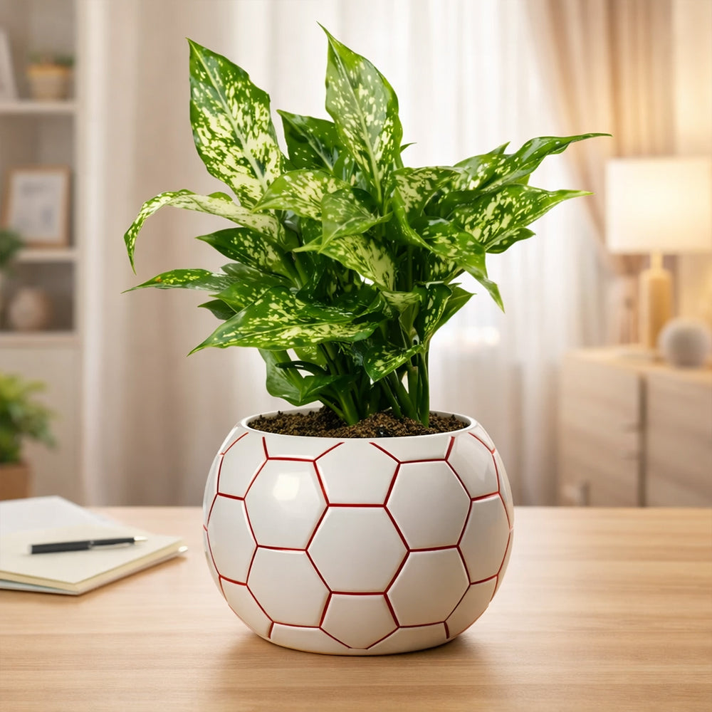 Aglaonema Snow White – Elegant Low Maintenance Indoor Air Purifying Plant Plantmitra