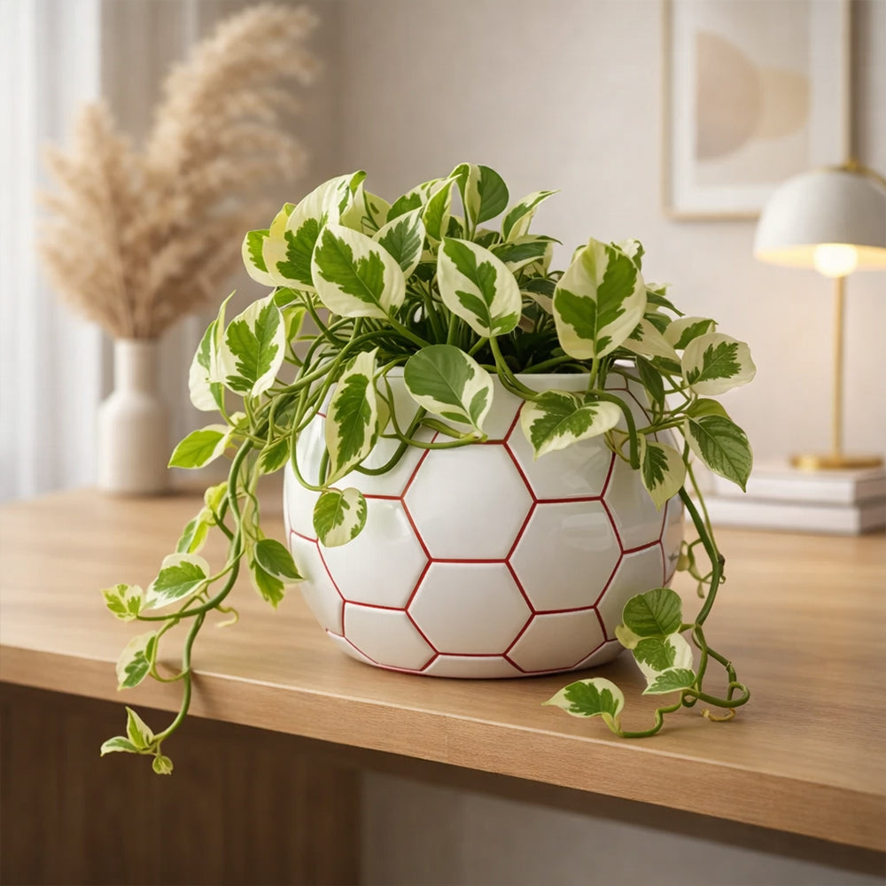 Money Plant ‘N’Joy’ – Decorative Low Maintenance Indoor Air Purifying Plant Plantmitra