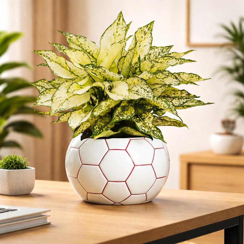 Aglaonema Bright White – Low Maintenance Indoor Air Purifying Plant Plantmitra