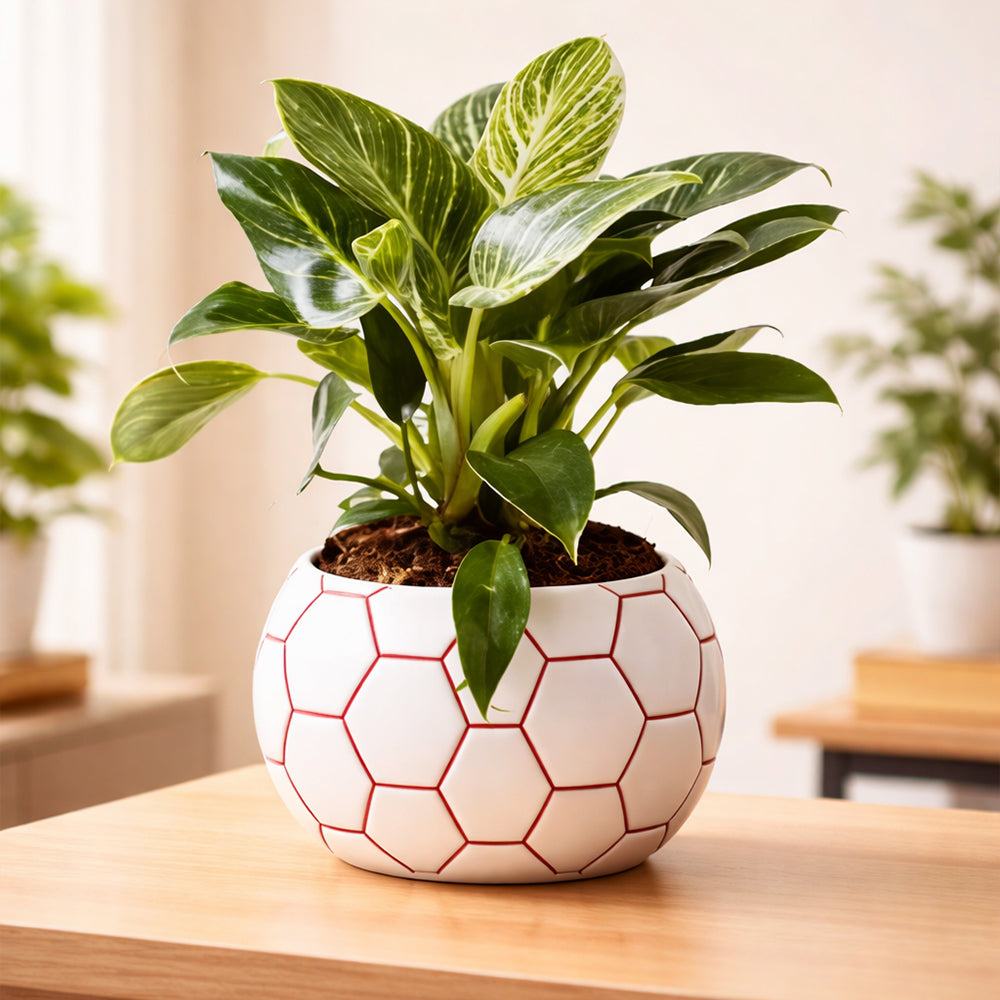 Philodendron Birkin – Stylish Indoor Low Maintenance Air Purifying Plant Plantmitra