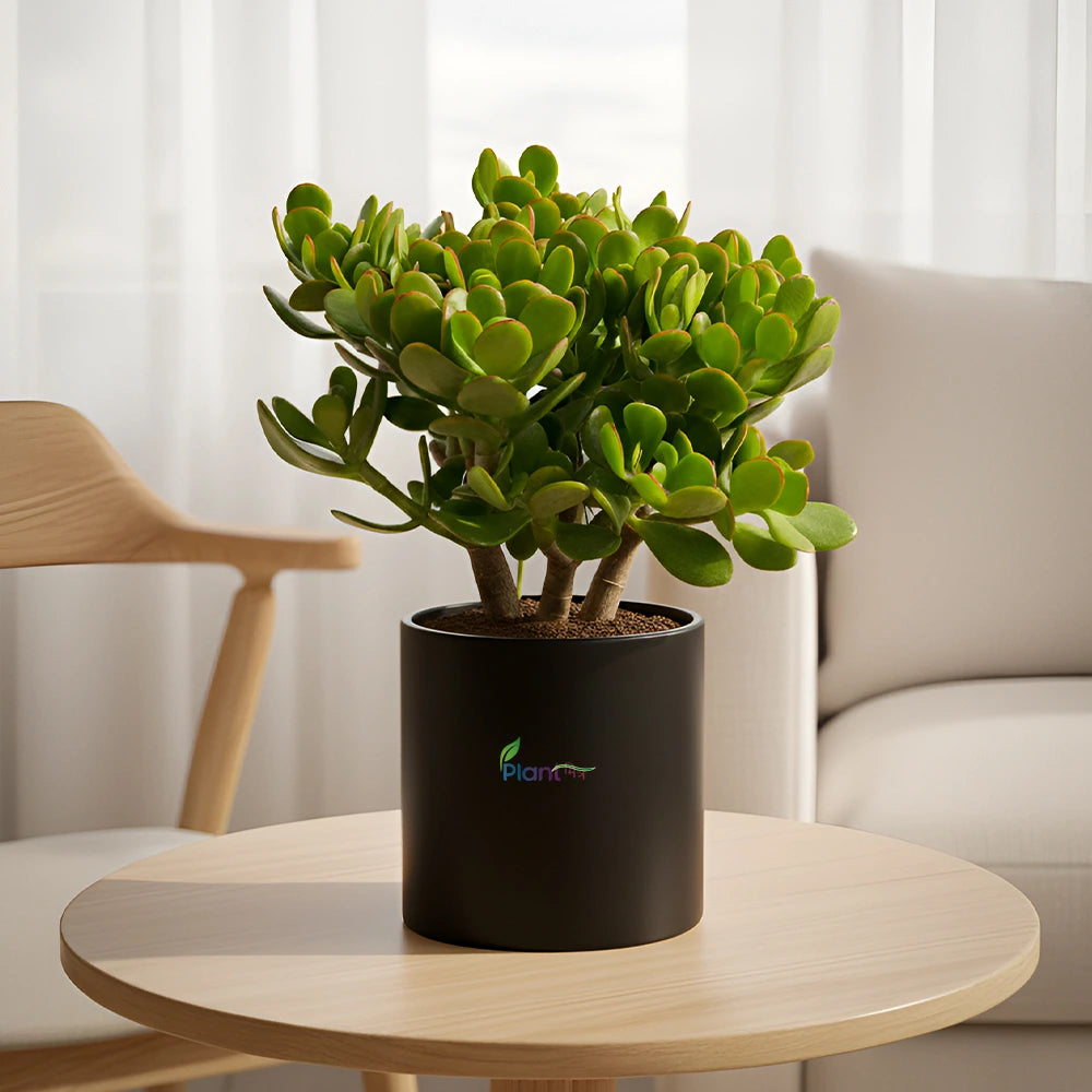 Jade Plant – Low Maintenance Indoor Succulent Air Purifying Plant