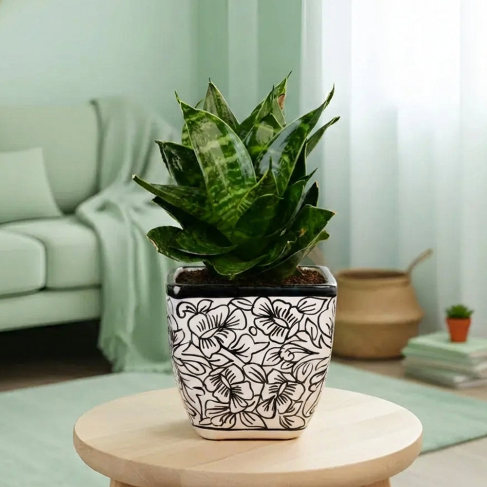 Sansevieria ‘Hahnii Marginata’ – Compact Indoor Low Maintenance Air Purifying Plant Plantmitra