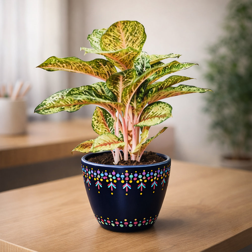 Aglaonema Peacock – Indoor Low Maintenance Air Purifying Plant Plantmitra