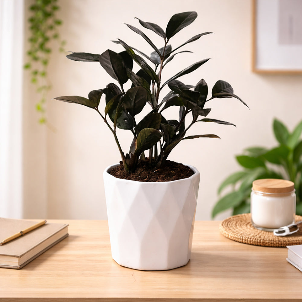 Zamioculcas Zamiifolia ‘Raven’ – Striking Black ZZ Plant for Modern Indoor Spaces Plantmitra