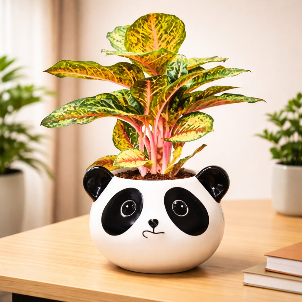 Aglaonema Peacock – Indoor Low Maintenance Air Purifying Plant Plantmitra