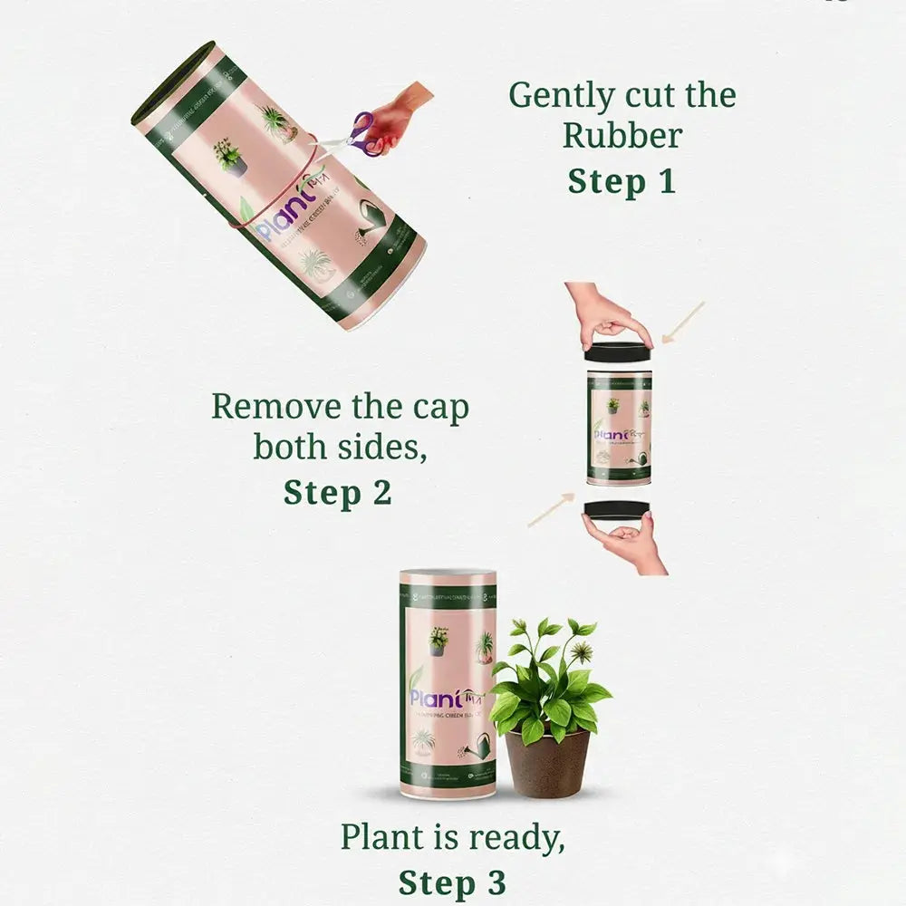 3 Indoor Plants Combo – Aglaonema & Broken Heart (Low Maintenance Indoor Plants) Plantmitra