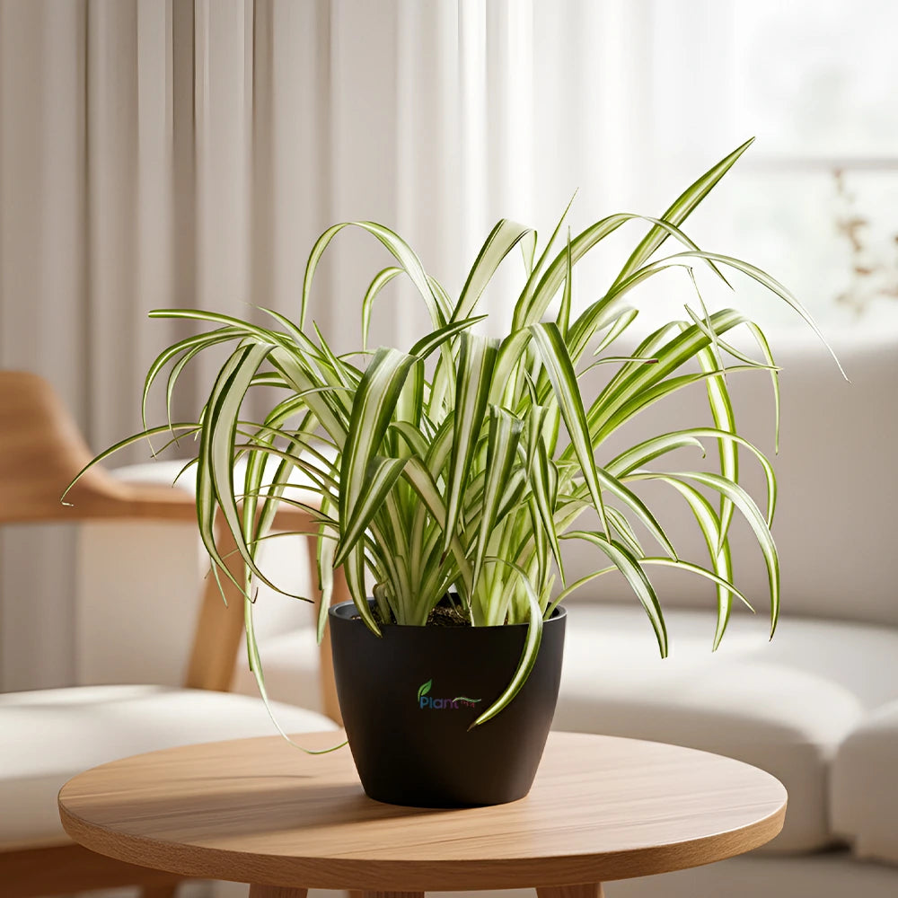 Spider Plant – Easy Care Indoor Air Purifying Plant