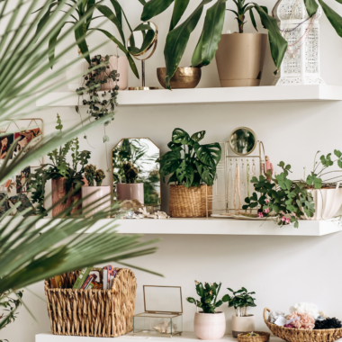 Top 10 Low-Maintenance Indoor Plants for Beginners