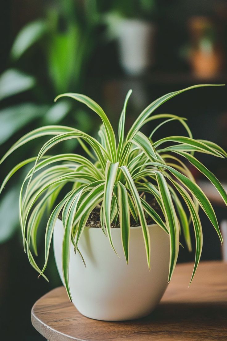 Low Maintenance Plants